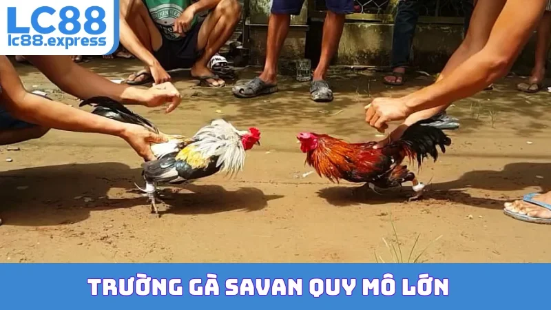 Trường gà Savan quy mô lớn