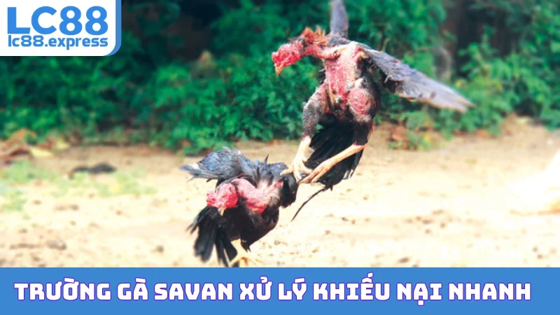 Trường gà Savan xử lý khiếu nại nhanh